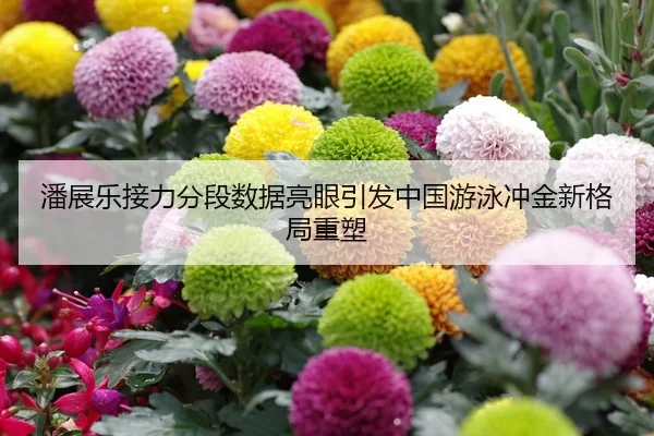 潘展乐接力分段数据亮眼引发中国游泳冲金新格局重塑