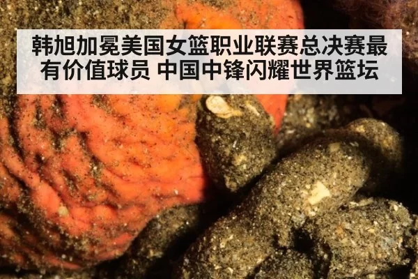 韩旭加冕美国女篮职业联赛总决赛最有价值球员 中国中锋闪耀世界篮坛